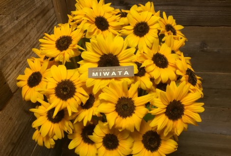 CIGAR SHOP MIWATA